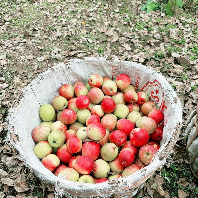 fresh apples in colorful village at Malang