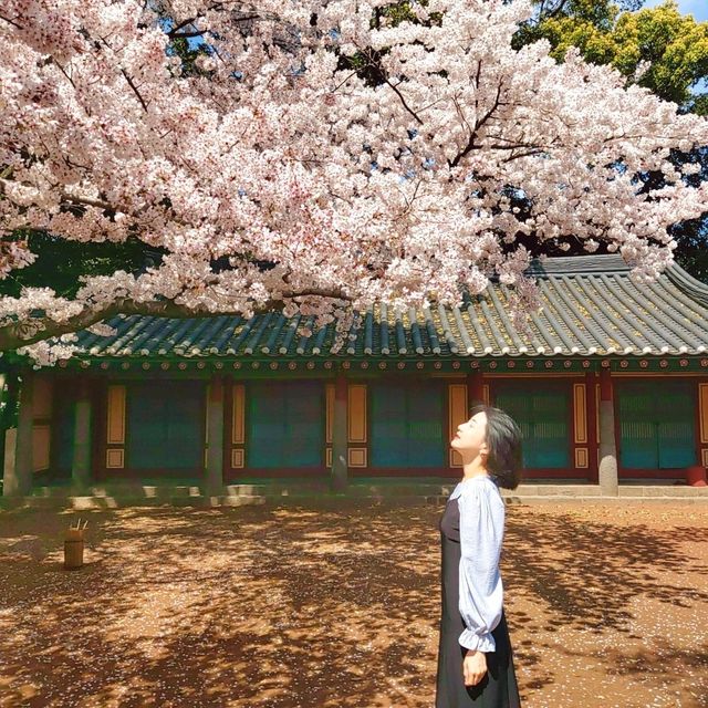 제주 벚꽃 명소 삼성혈