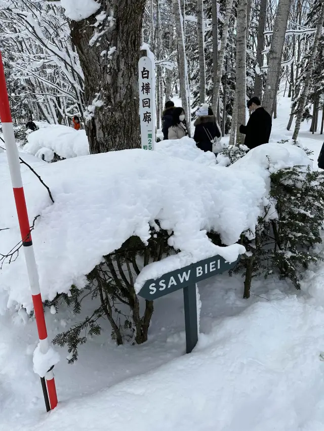 자작나무 눈세상 ”탁심원“ ❄️❄️❄️