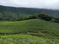 Meghamalai - Wavy mountains 