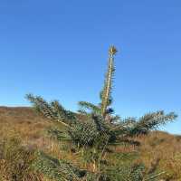 Three Lochs Way-Balloch to Helensburgh 