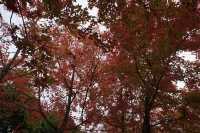秋冬紅葉楓香林出發打卡啦
