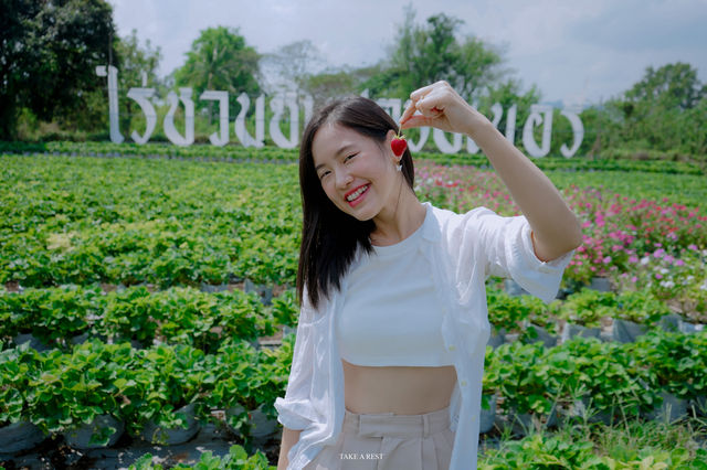 ไร่ชวนชิม สตรอเบอรี่มวกเหล็ก