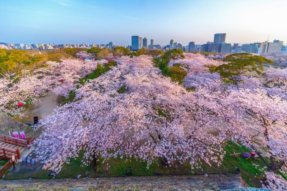 【2025日本櫻花季】九州人氣賞櫻景點推介：舞鶴公園、杉之馬場通、大村公園、熊本城 | 九州