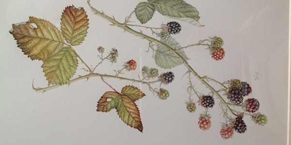 Late Summer Botanical Painting Workshop | Langford Lakes Nature Reserve