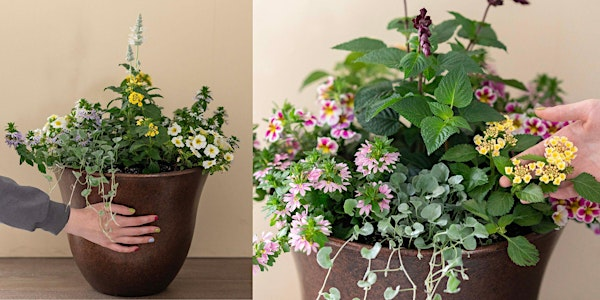 Make-n-Take : Heat Tolerant Container Garden at Mahoney's Osterville | Mahoney's Garden Center - Osterville