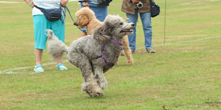 PoodleFest 2026 | Walcountians Sports Club
