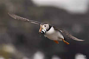 Sunset Farne Island boat trip | NE68 7RN