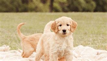 Puppies + Pulses | [solidcore] x Golden Acre Puppies at Wynn + Wonder | Wynn + Wonder