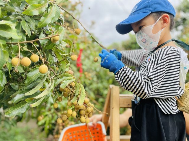 元朗大棠果園摘水果龍眼提子，餵羊拍照一流