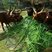 Bogor Safari Park