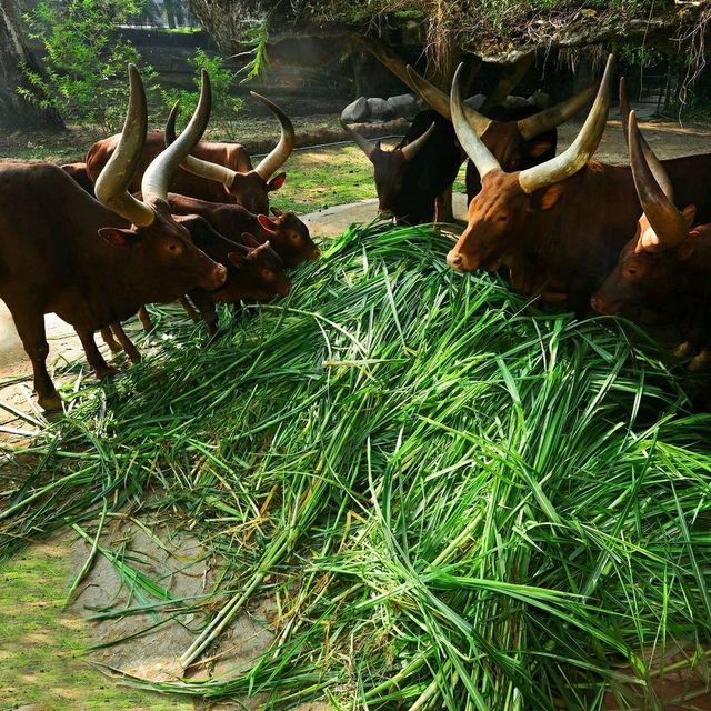 Bogor Safari Park