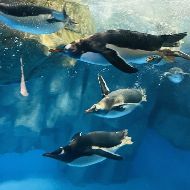 高質海洋公園平日遊