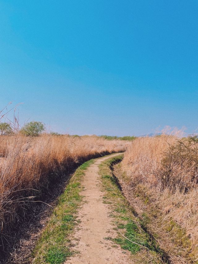 부산 벚꽃나라 자연탐방 ‘삼락생태공원’ 🌱