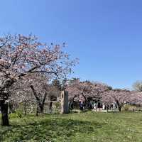 北海道　松前公園のさくらまつり