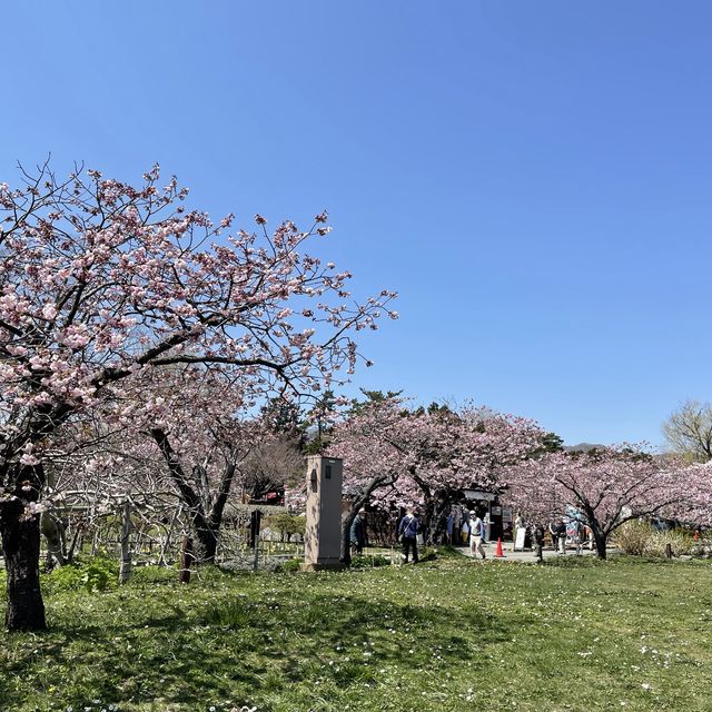 北海道　松前公園のさくらまつり