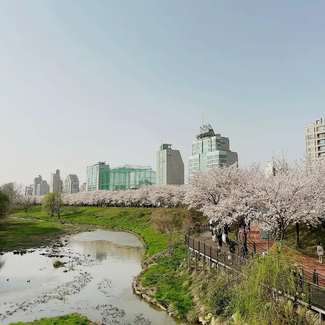 [서울여행] 꽃, 반려견과 함께 걸을수 있는, 올림픽공원