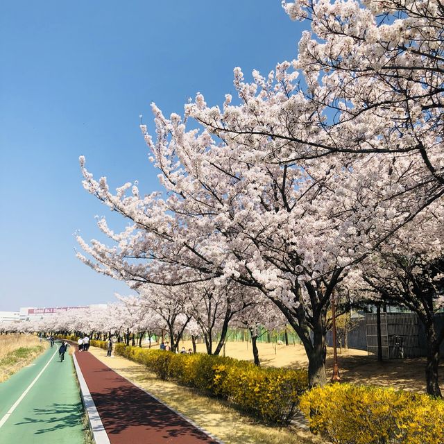 구미 벚꽃 명소 동락공원 | 트립닷컴 구미시 구미 벚꽃 명소 동락공원 | 트립닷컴 구미시 