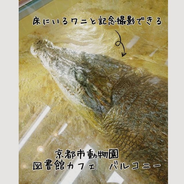 ど迫力！イリエワニの剥製と記念撮影できる図書館　京都市動物園