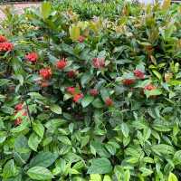 賞花的好地方-荃灣公園