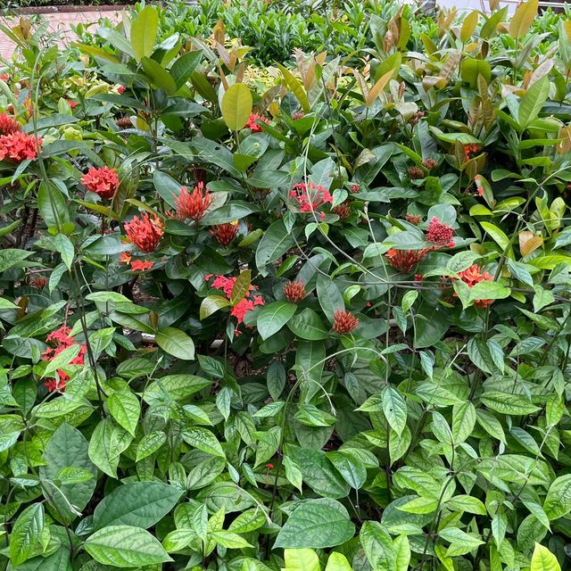 賞花的好地方-荃灣公園