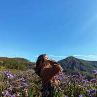 Flower Farm Up North - Atok, Benguet