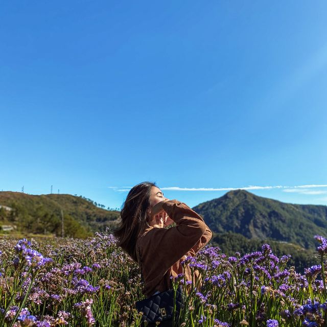 Flower Farm Up North - Atok, Benguet
