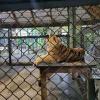 Hugging New Beastie in Tiger Kingdom Phuket.