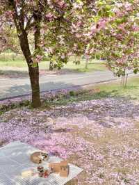 핑크빛 꽃밭에서 피크닉 어때요💖🌸