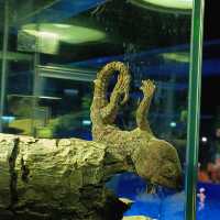 Aquaria Phuket