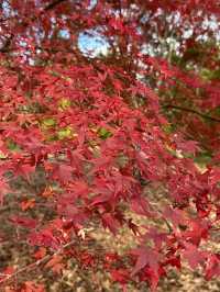 【熊本】熊本で紅葉狩りと大観峰に