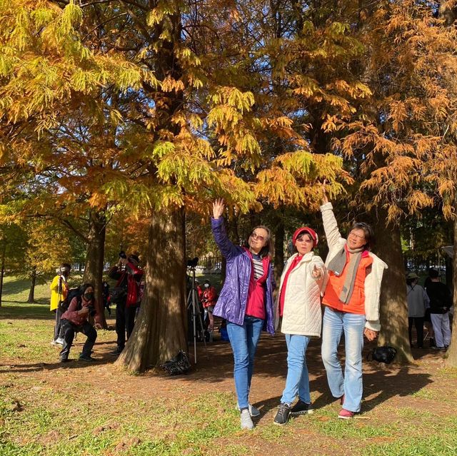 大湖公園落羽松紅了//滿滿拍照人潮