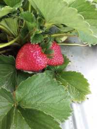 Lumbung Strawberry-Batu