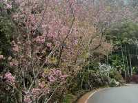 嘉義景點-瑞里竹林、櫻花🌸