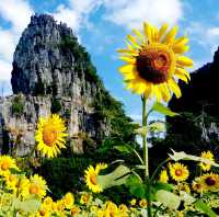 ทุ่งทานตะวัน@เนินมะปราง