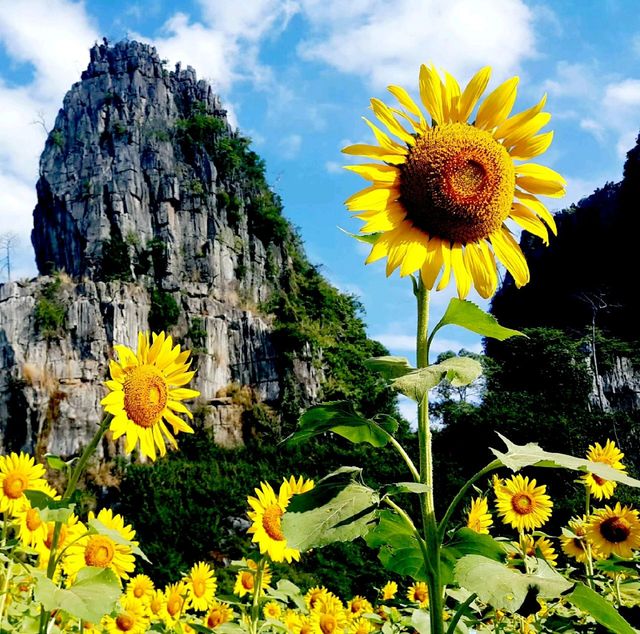 ทุ่งทานตะวัน@เนินมะปราง