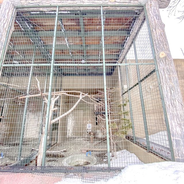 冬の円山動物園・フクロウとタカの森