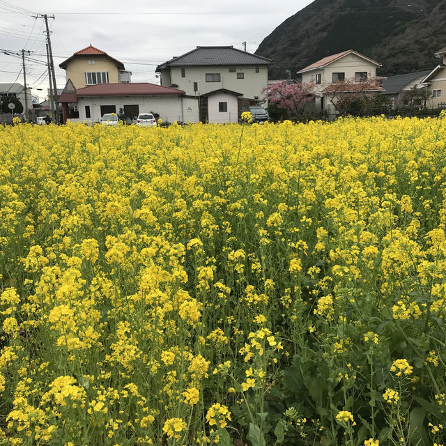 ［河津櫻🌸］- 嘆為觀止🤩