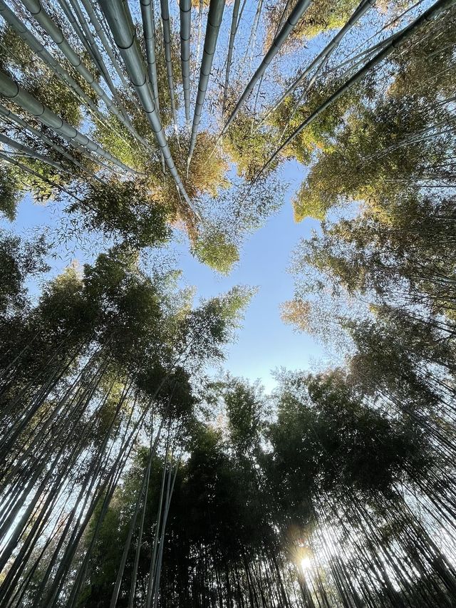 시원하고 청량한 공기 마시러~  담양 “죽녹원”🎋