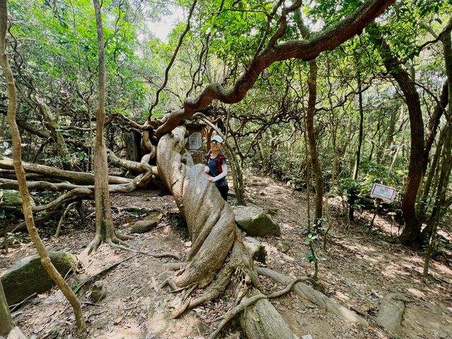 【行山】茅坪古道、北港古道：古靈精怪榼藤