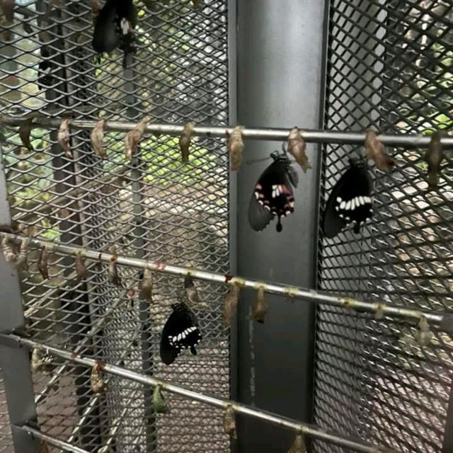 Great environment at Butterfly Garden 