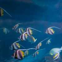 “ Phuket Aquarium ⛱️ แหลมพันวา ภูเก็ต 🐠 🐡🐙🐟