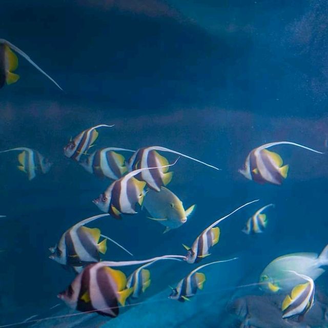 “ Phuket Aquarium ⛱️ แหลมพันวา ภูเก็ต 🐠 🐡🐙🐟
