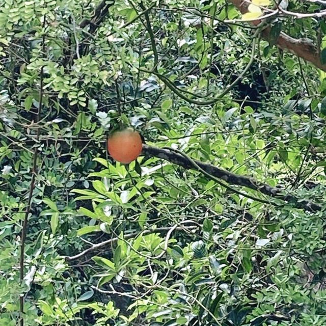 秋高氣爽，港島行山樂！