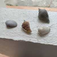 Stroll along a beach made of fossils