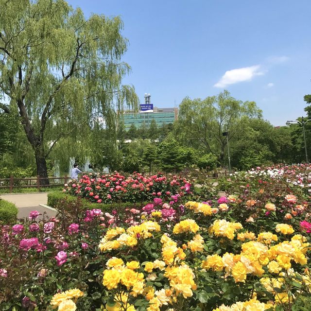 포근한 5월은 장미의 계절🌹