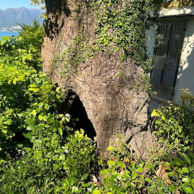西貢鹽田梓藝術節
