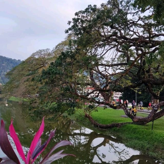 Century-old Raintrees Walk 