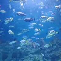Aquaria KLCC