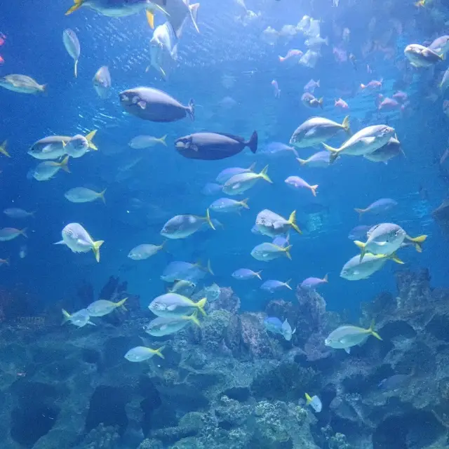 Aquaria KLCC